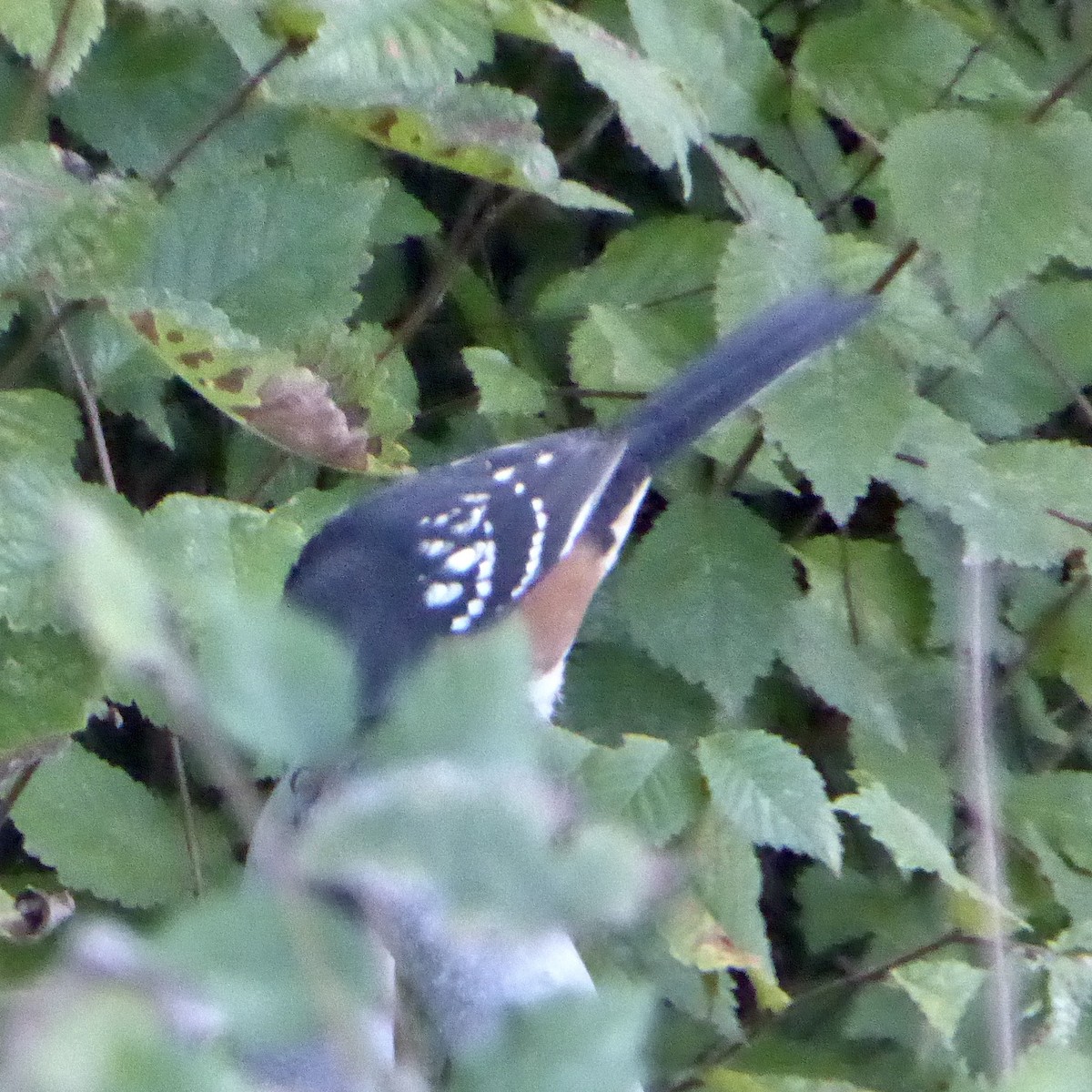 Spotted Towhee - ML642516703