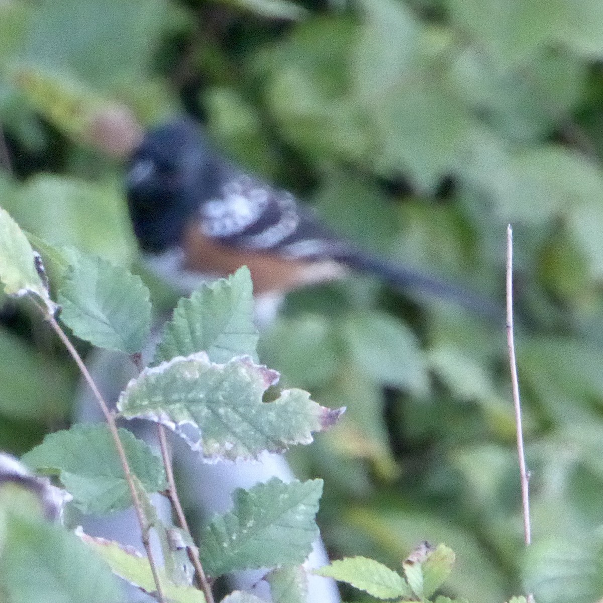 Spotted Towhee - ML642516704