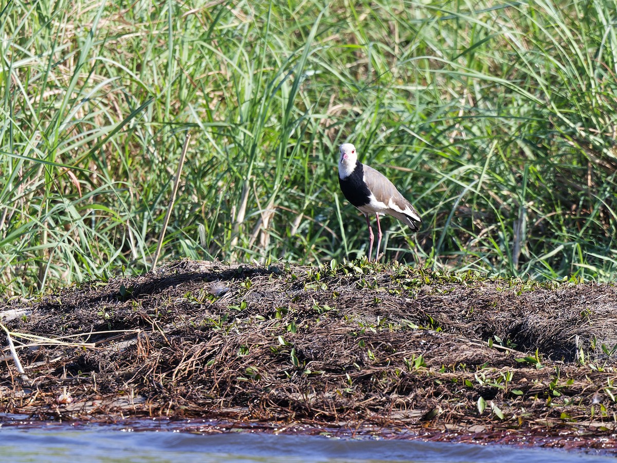Long-toed Lapwing - ML642516705