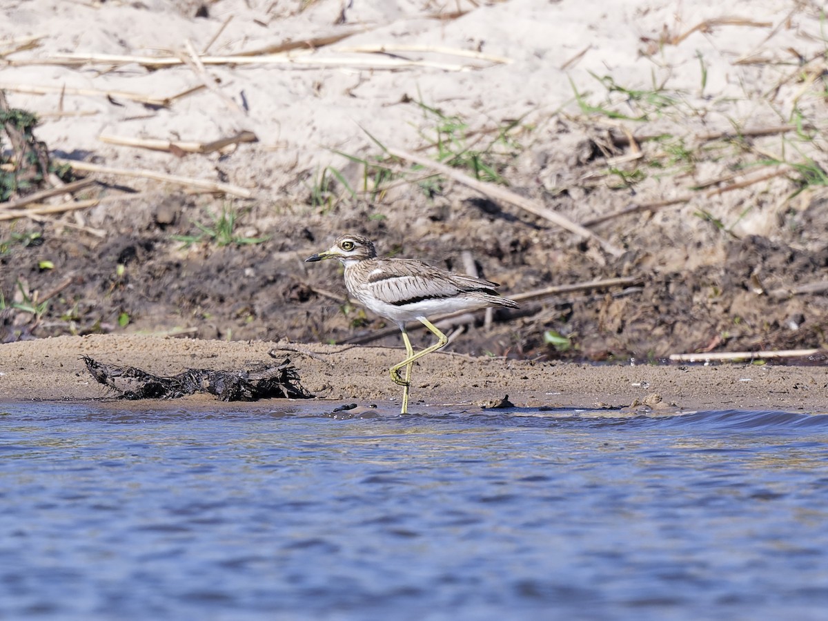 Water Thick-knee - ML642516708
