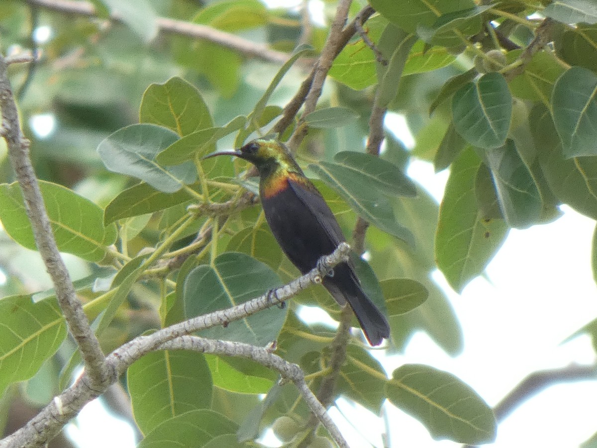 Copper Sunbird - ML642516709