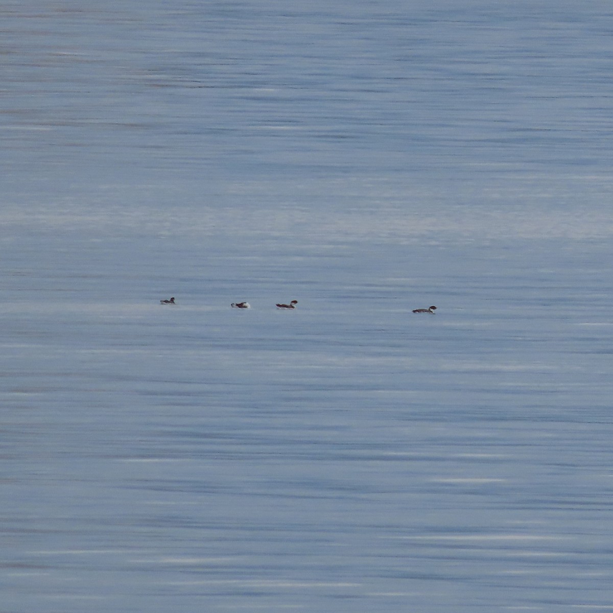 Ancient Murrelet - ML642516727