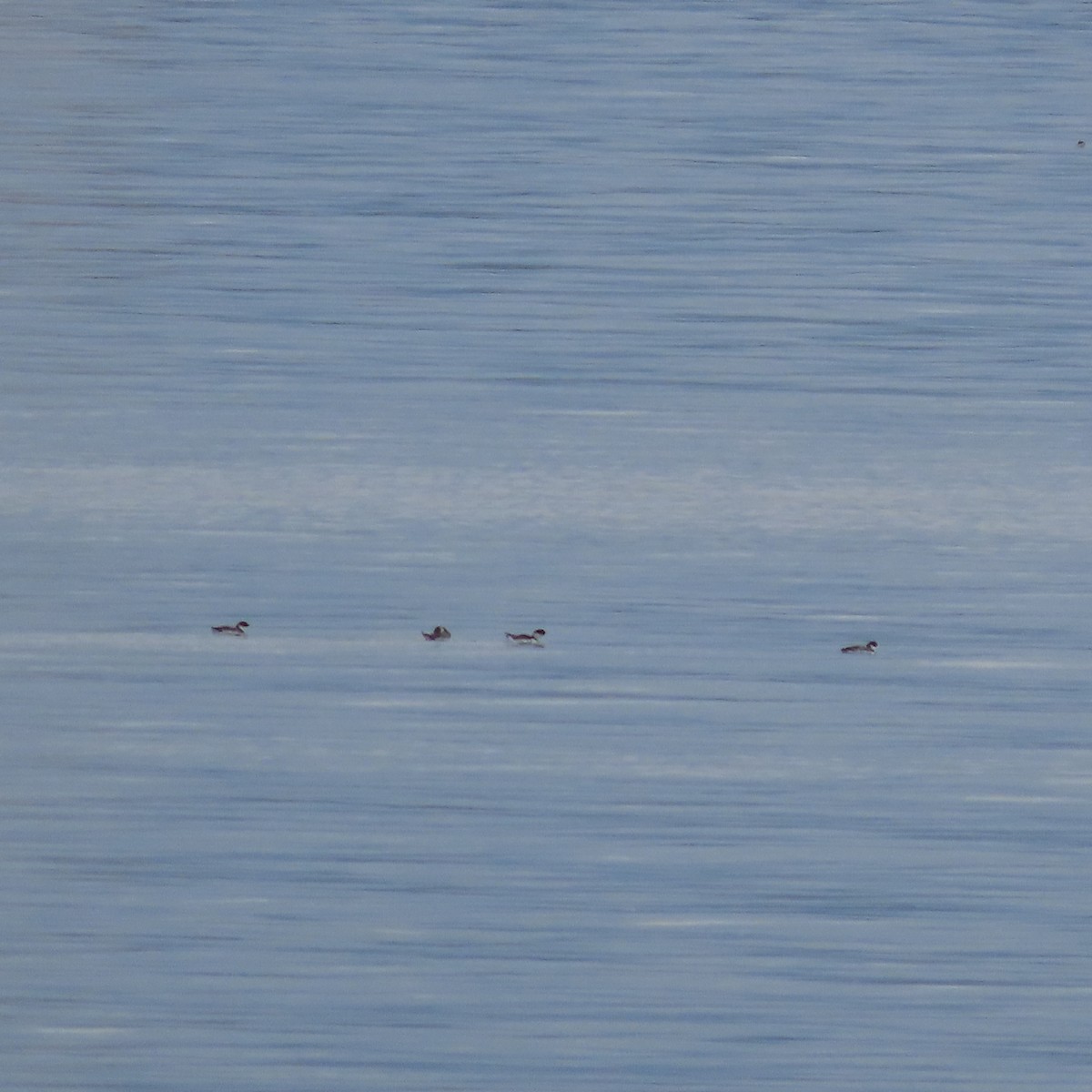 Ancient Murrelet - ML642516729