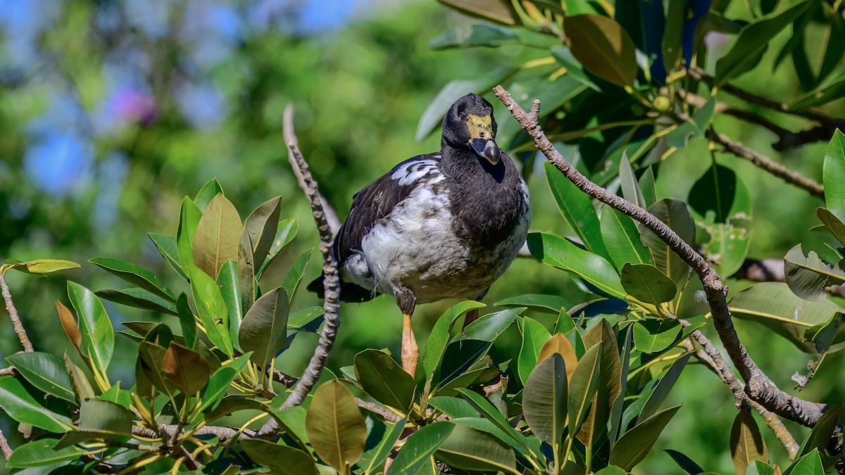 Magpie Goose - ML642516737