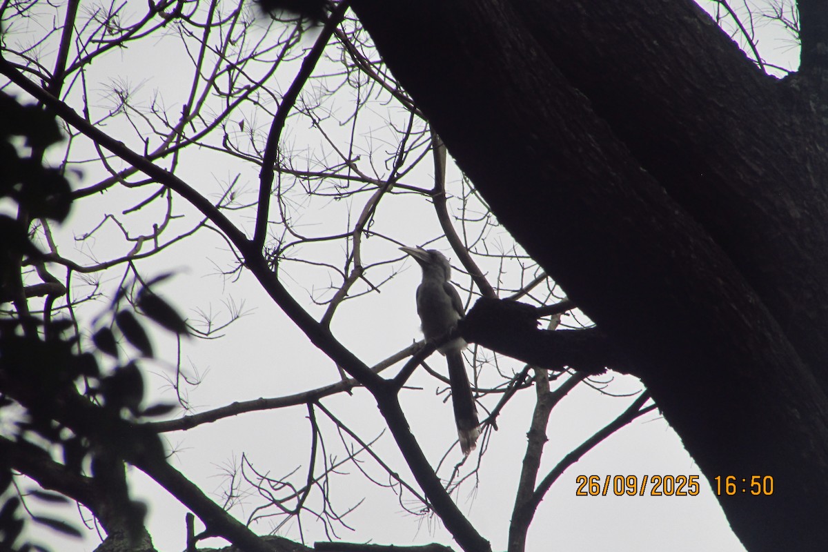 Indian Gray Hornbill - ML642516757