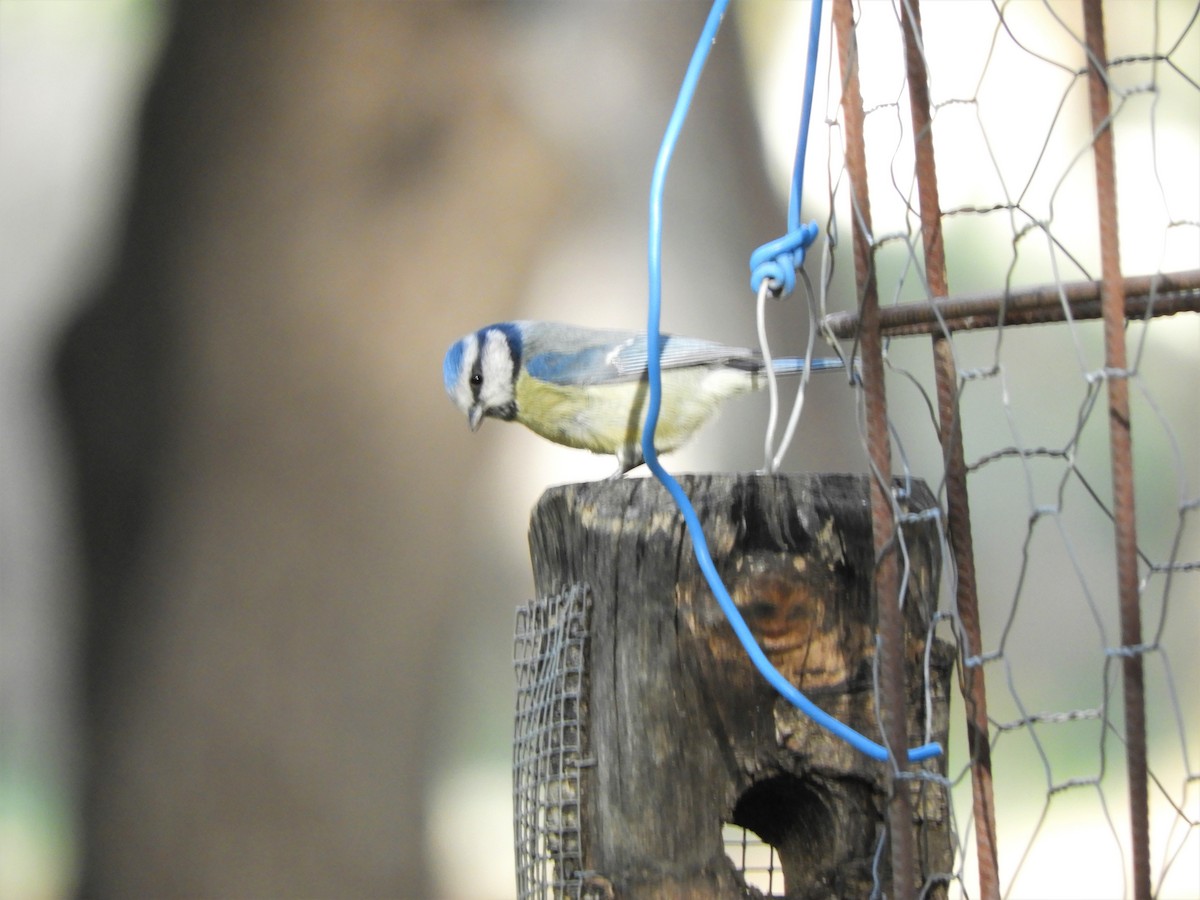 Mésange bleue - ML642516763