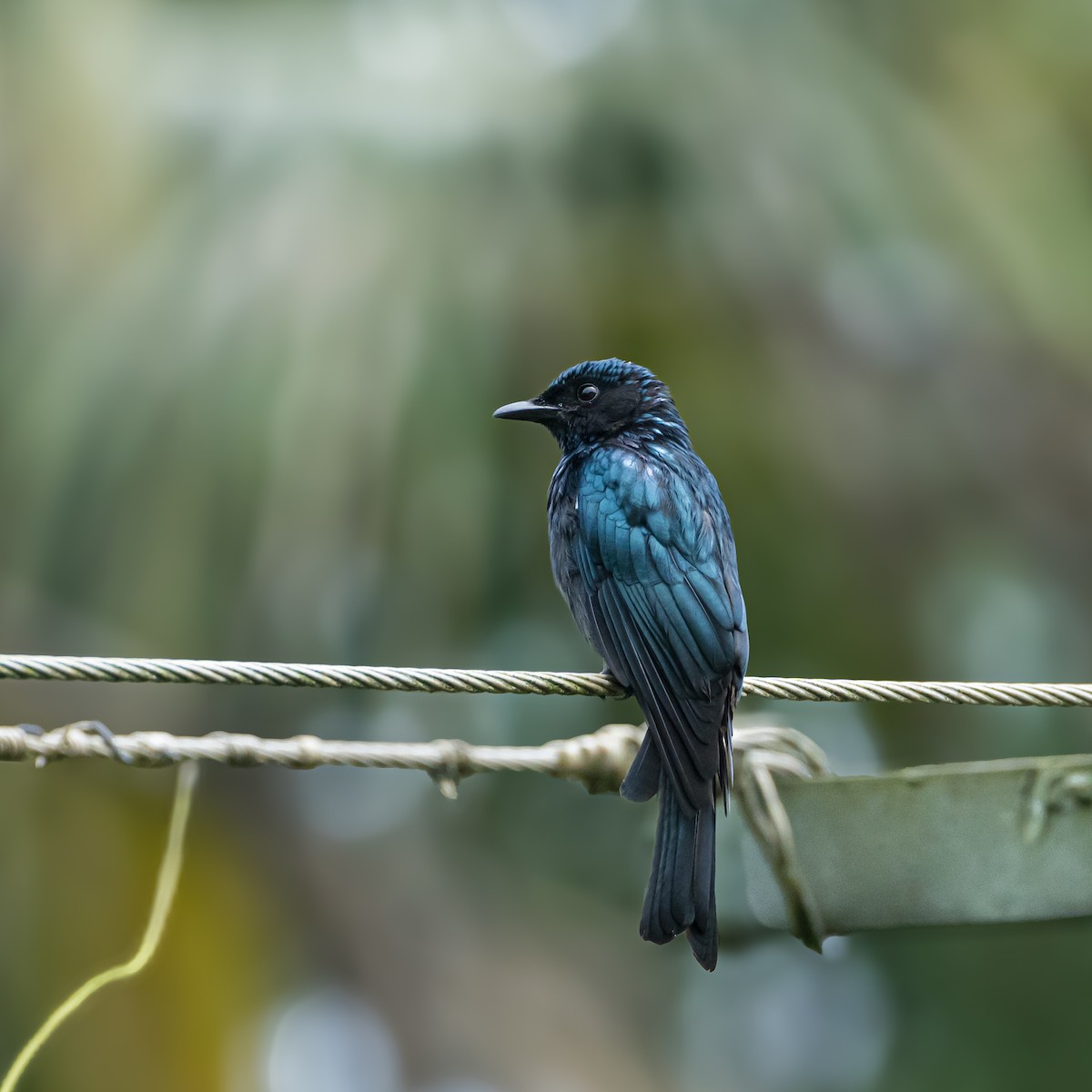 Bronzed Drongo - ML642516765
