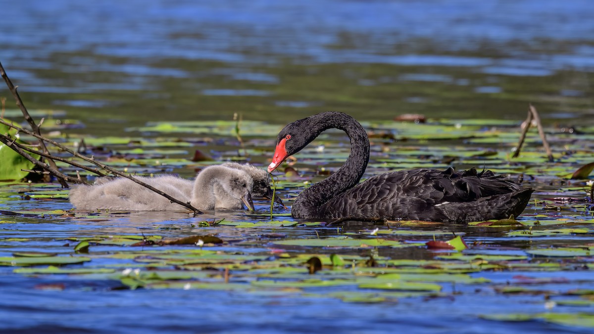 Black Swan - ML642516767