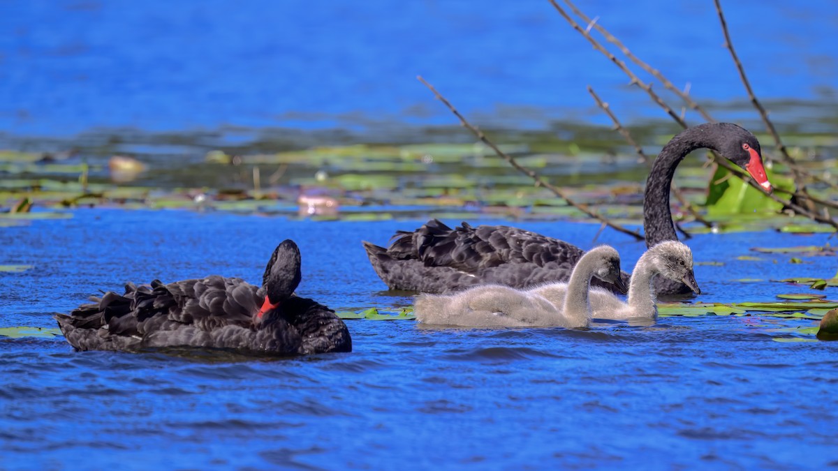 Black Swan - ML642516768