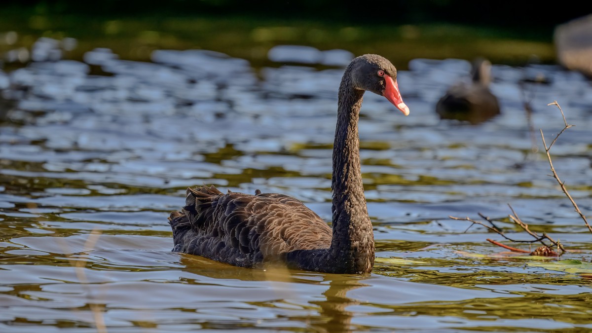 Black Swan - ML642516769