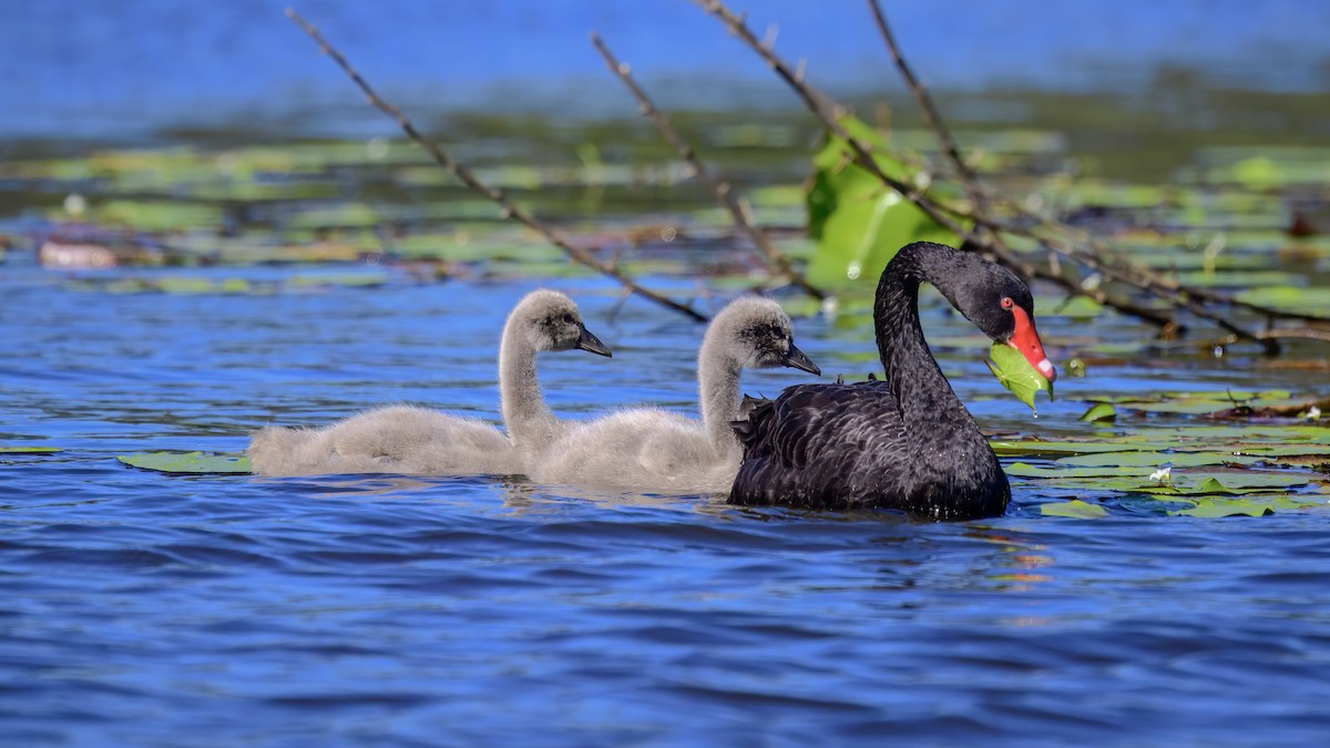 Black Swan - ML642516770