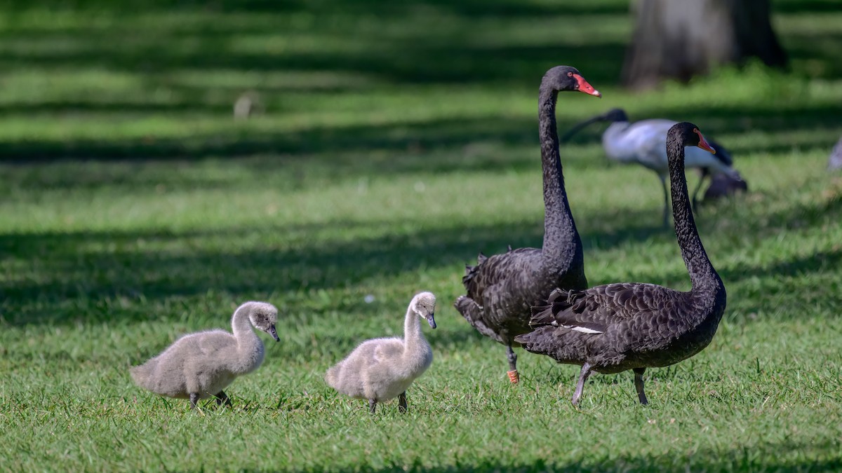 Black Swan - ML642516771