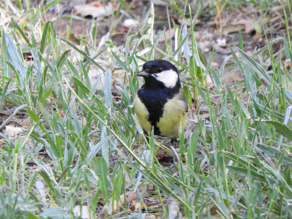 Mésange charbonnière - ML642516780