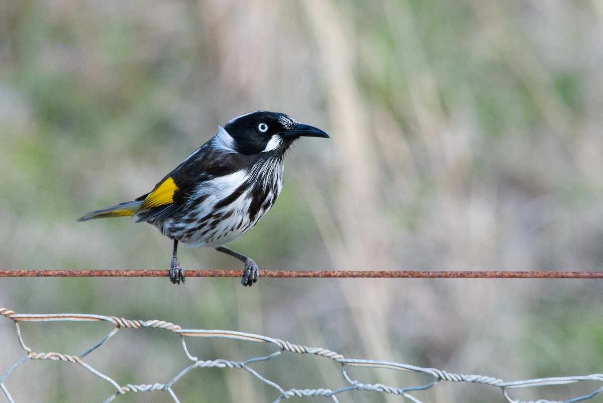 New Holland Honeyeater - ML642516786