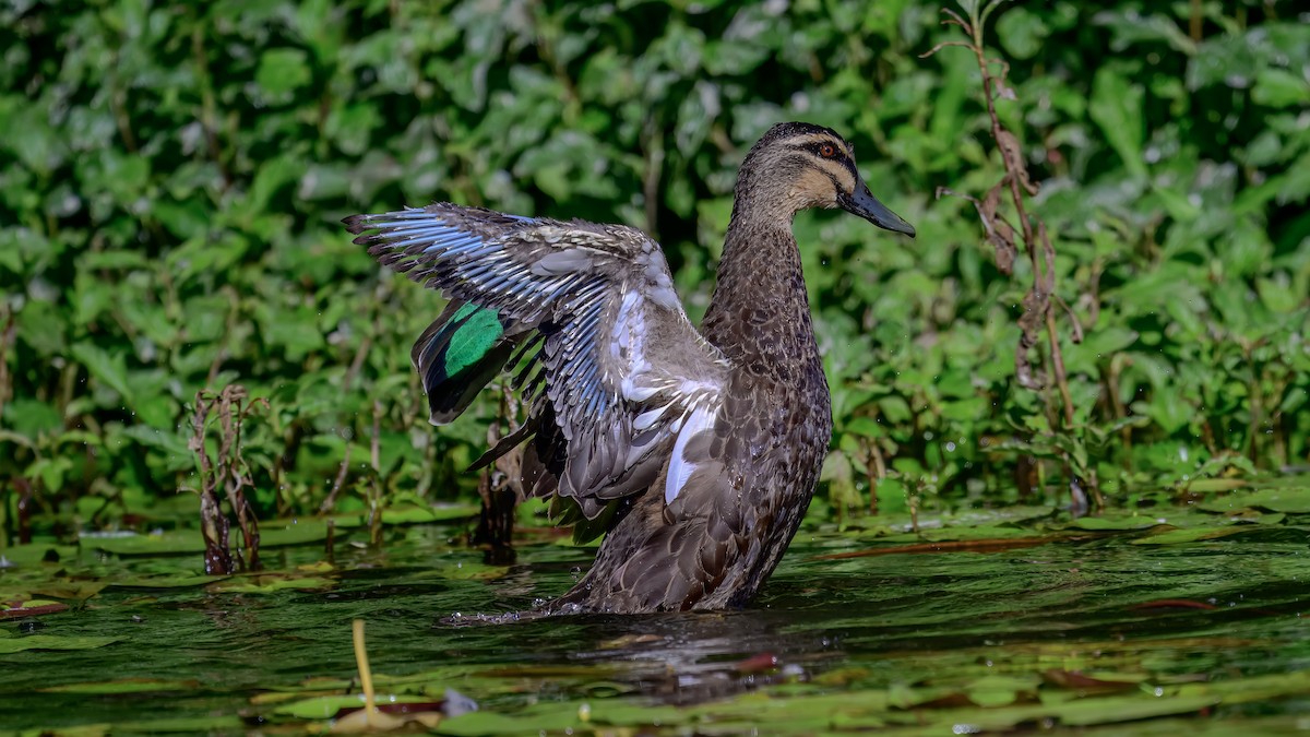 Pacific Black Duck - ML642516789