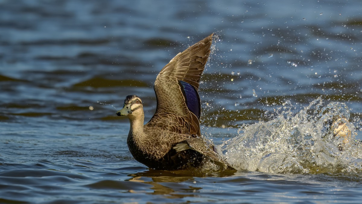 Pacific Black Duck - ML642516790