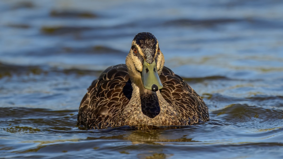 Pacific Black Duck - ML642516791