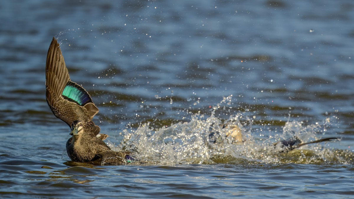 Pacific Black Duck - ML642516793