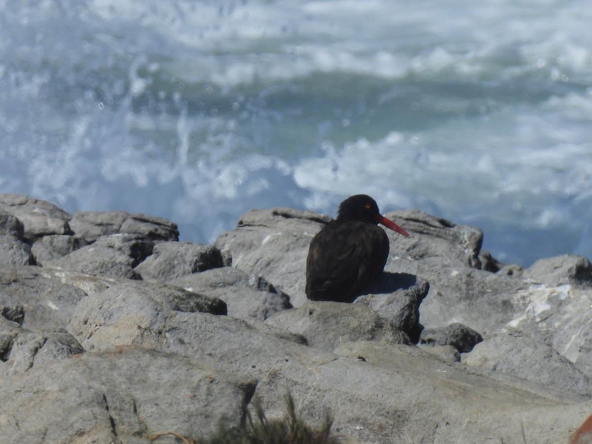 Black Oystercatcher - ML642516796