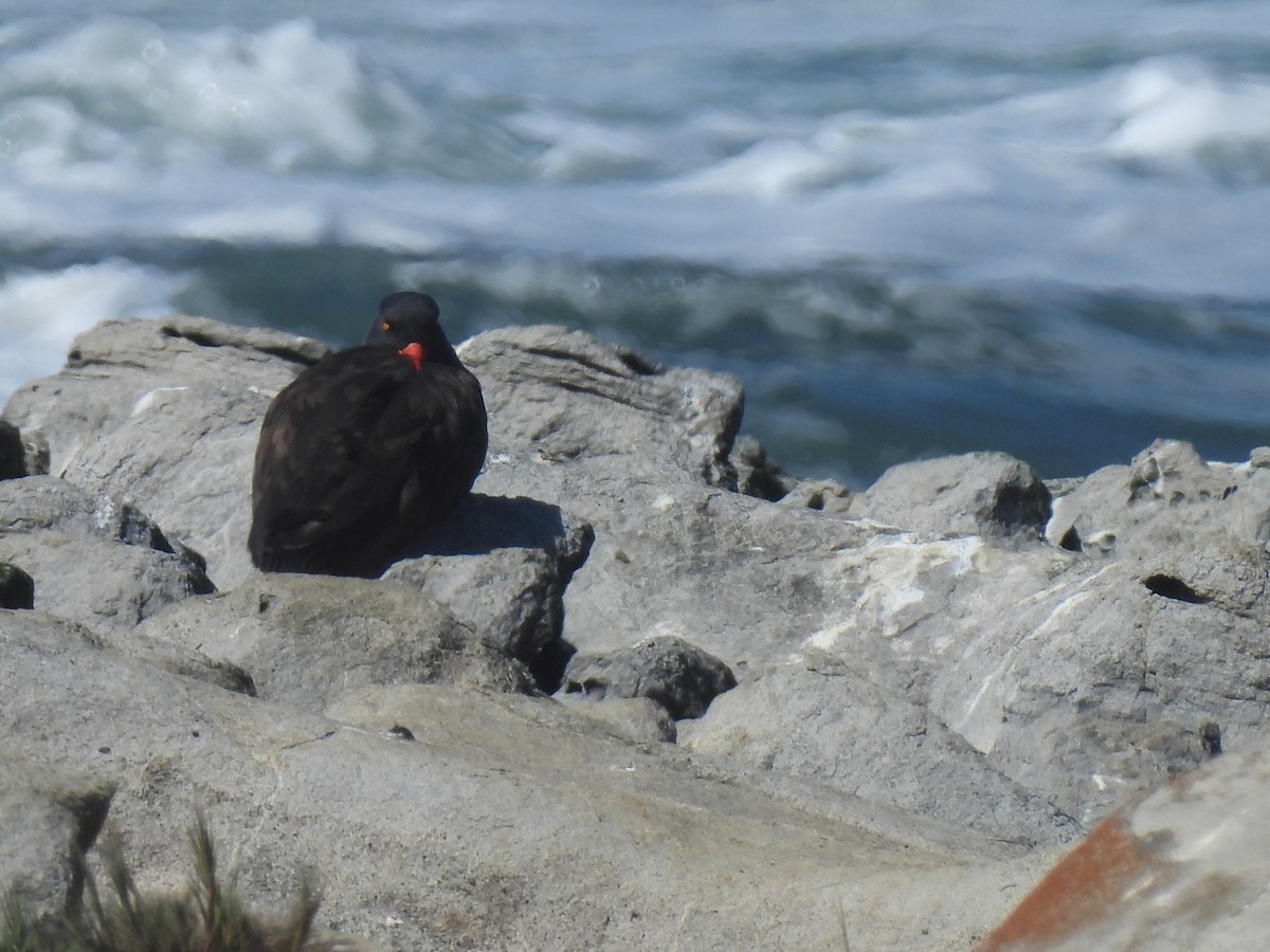Black Oystercatcher - ML642516798
