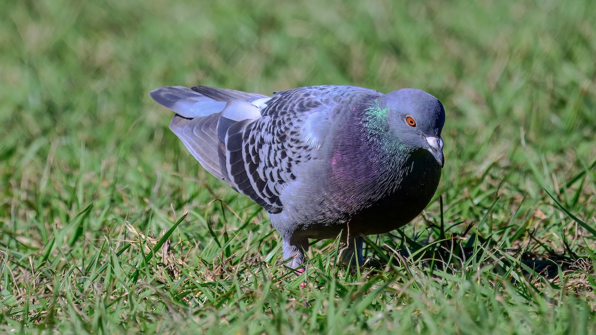 Rock Pigeon (Feral Pigeon) - ML642516800
