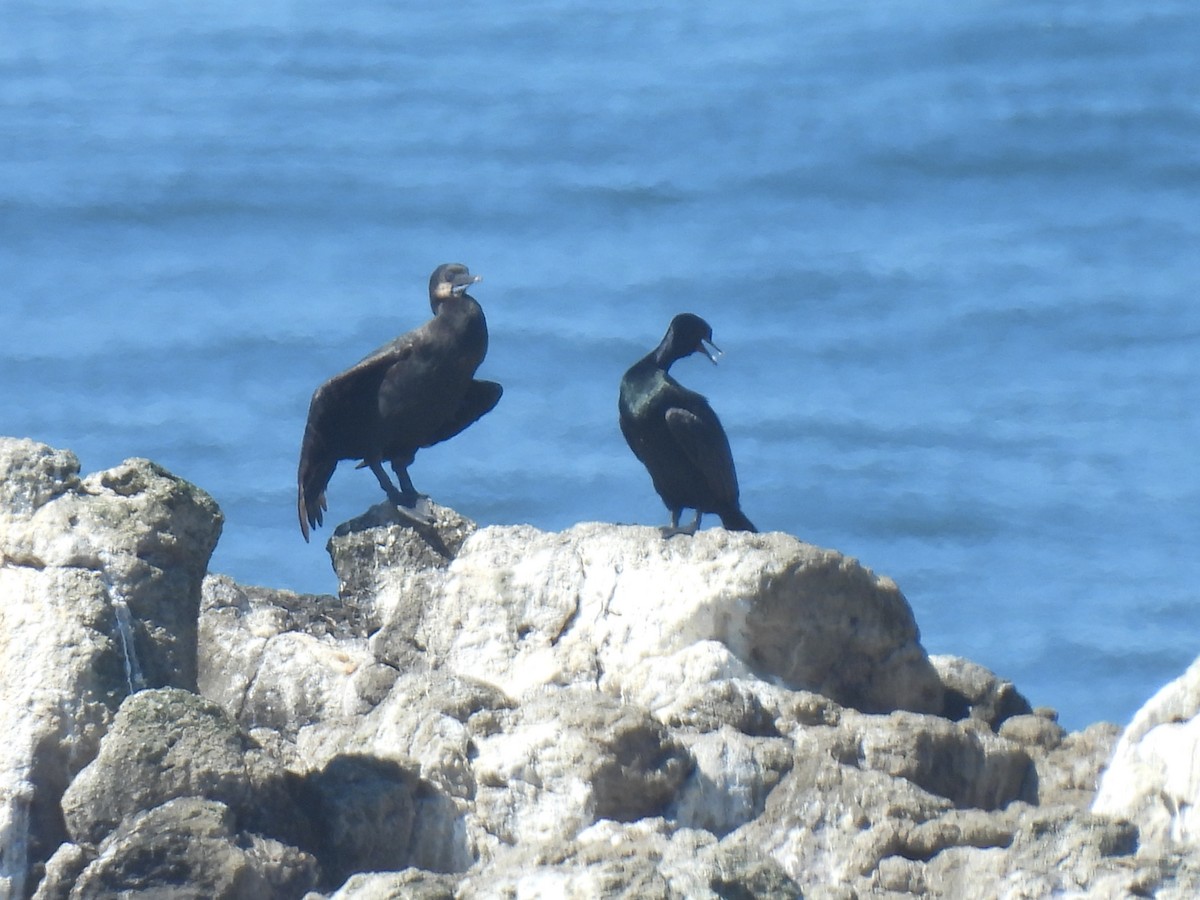 Brandt's Cormorant - ML642516803