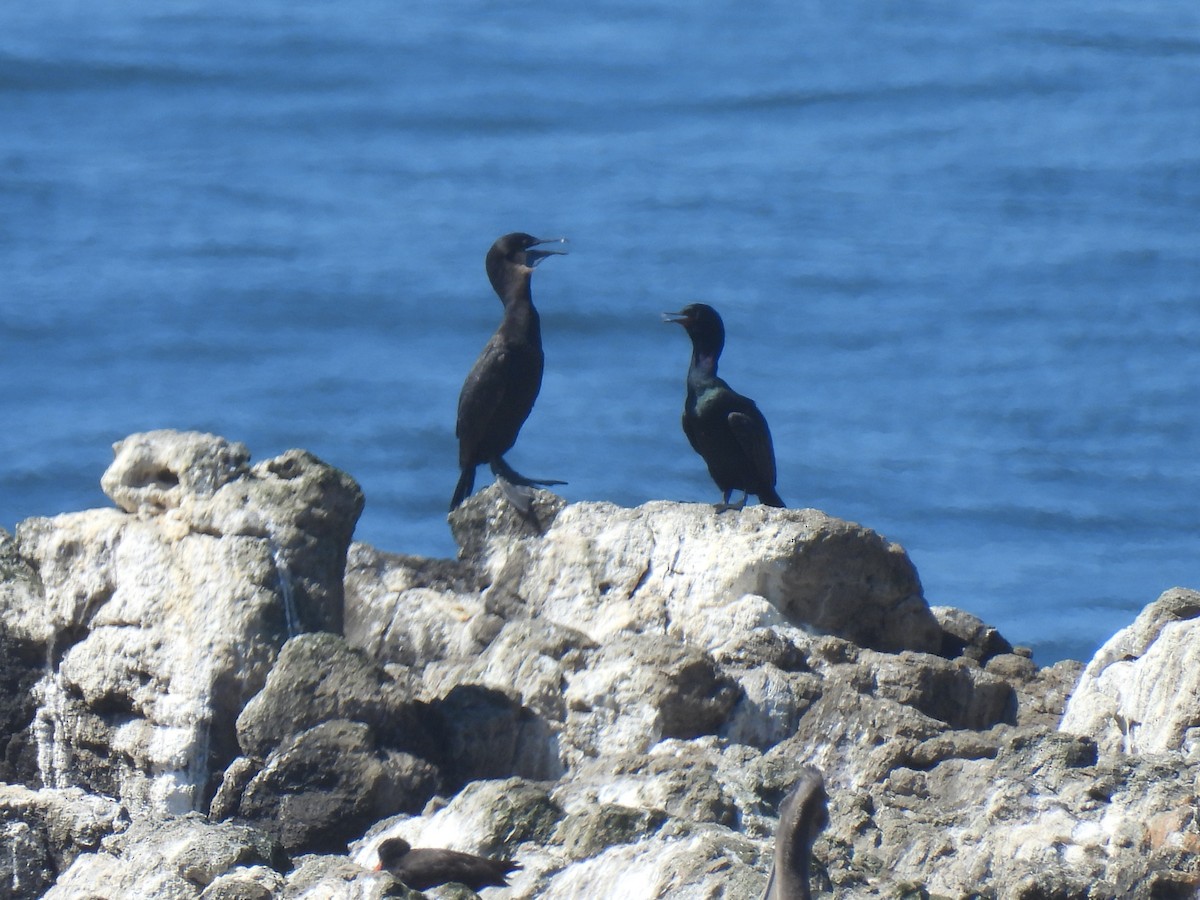 Brandt's Cormorant - ML642516804