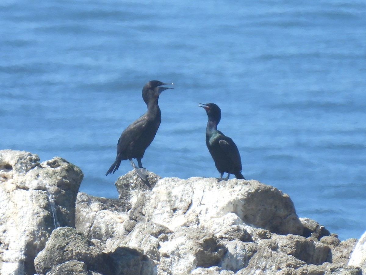 Cormoran pélagique - ML642516807