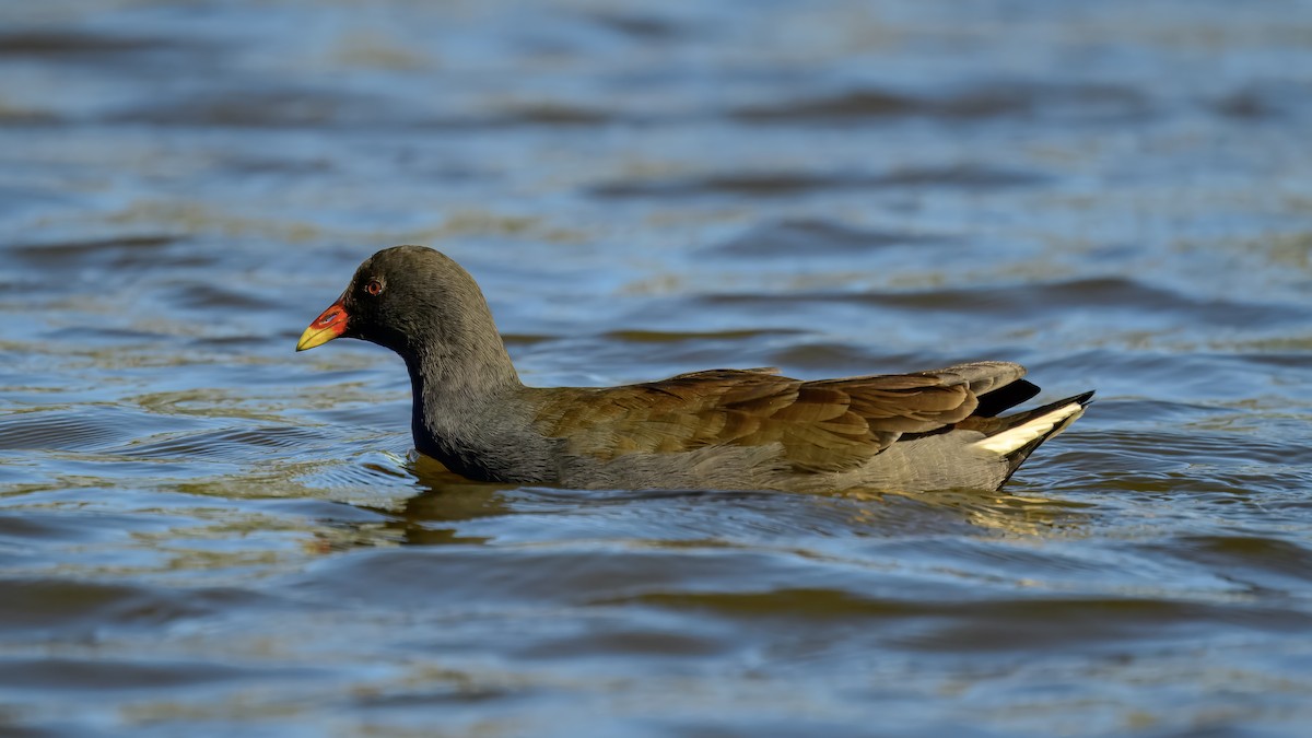 Dusky Moorhen - ML642516814