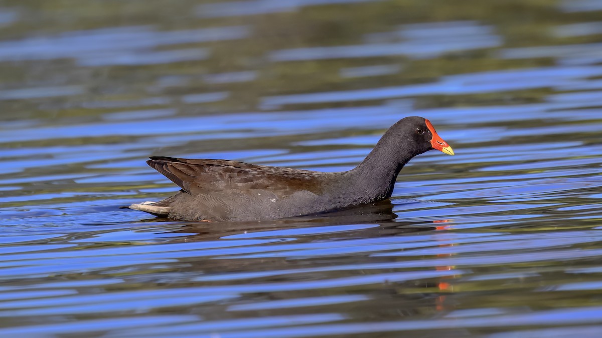 Dusky Moorhen - ML642516815