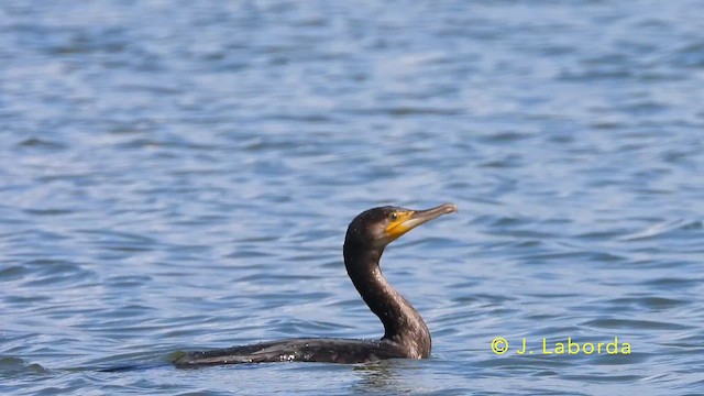 Great Cormorant - ML642516818