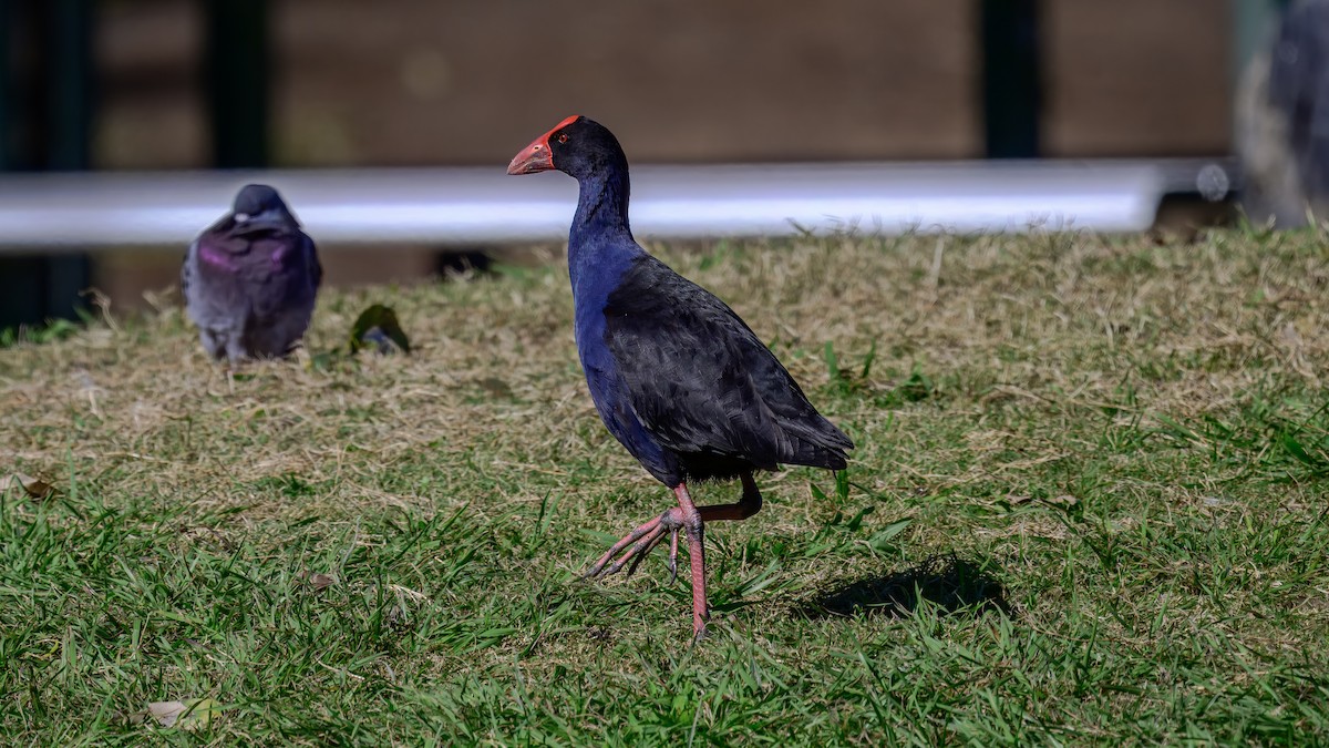 Australasian Swamphen - ML642516828