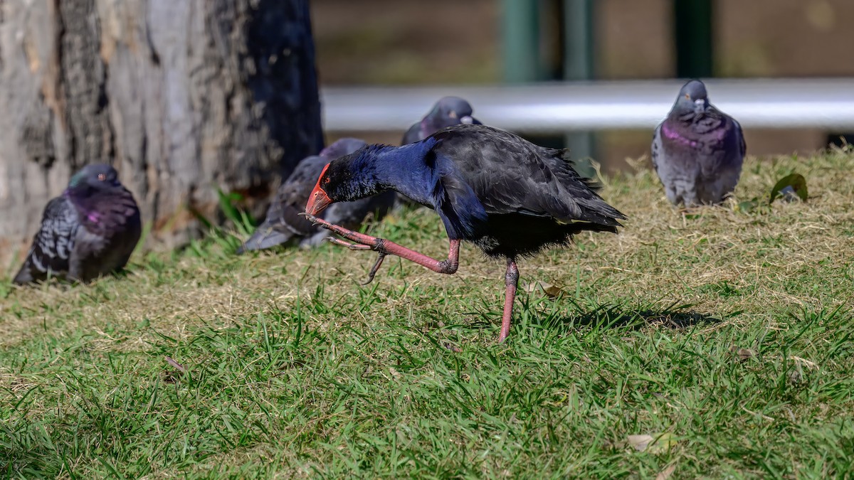 Australasian Swamphen - ML642516829