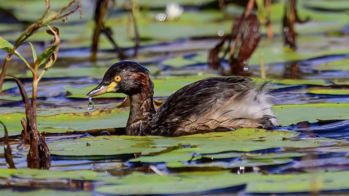 Australasian Grebe - ML642516834