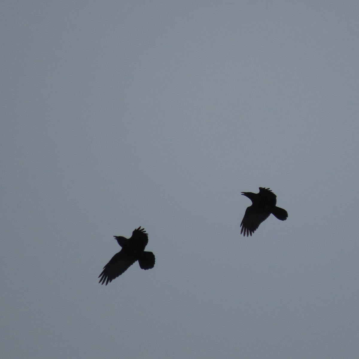 Common Raven - ML642516837