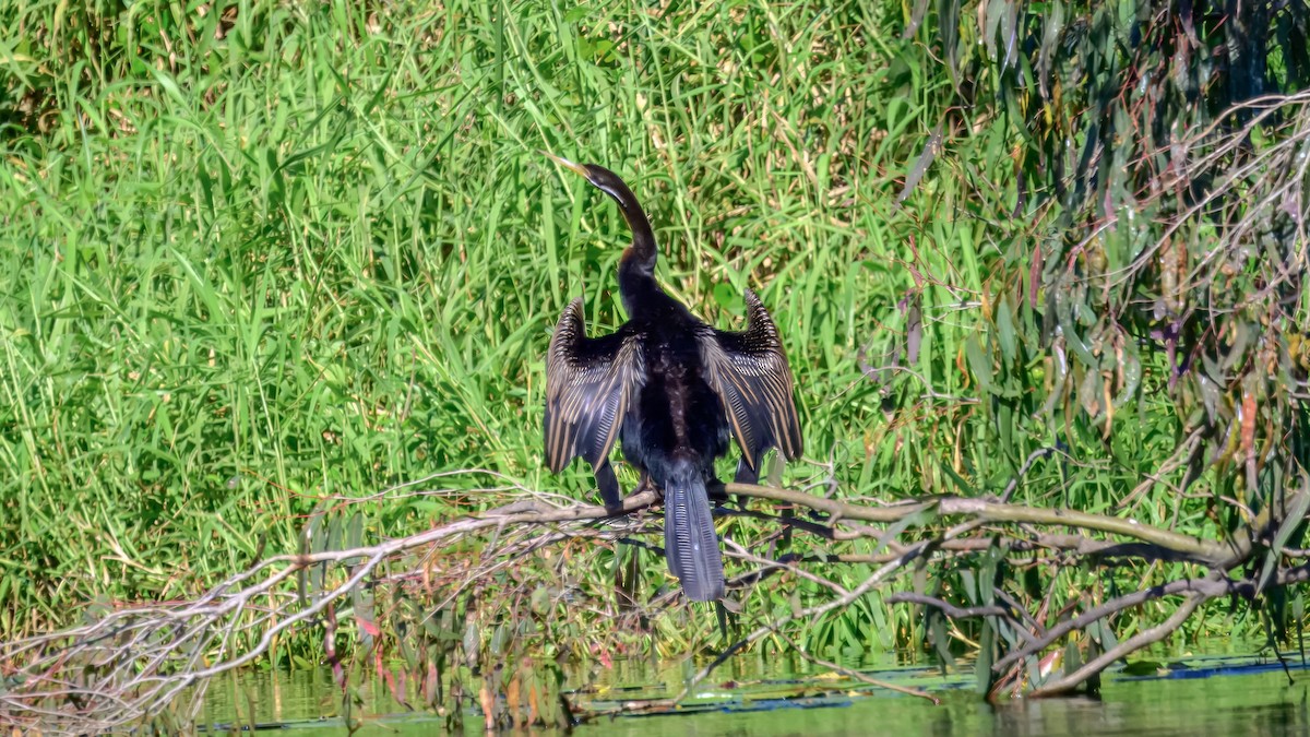 Australasian Darter - ML642516838