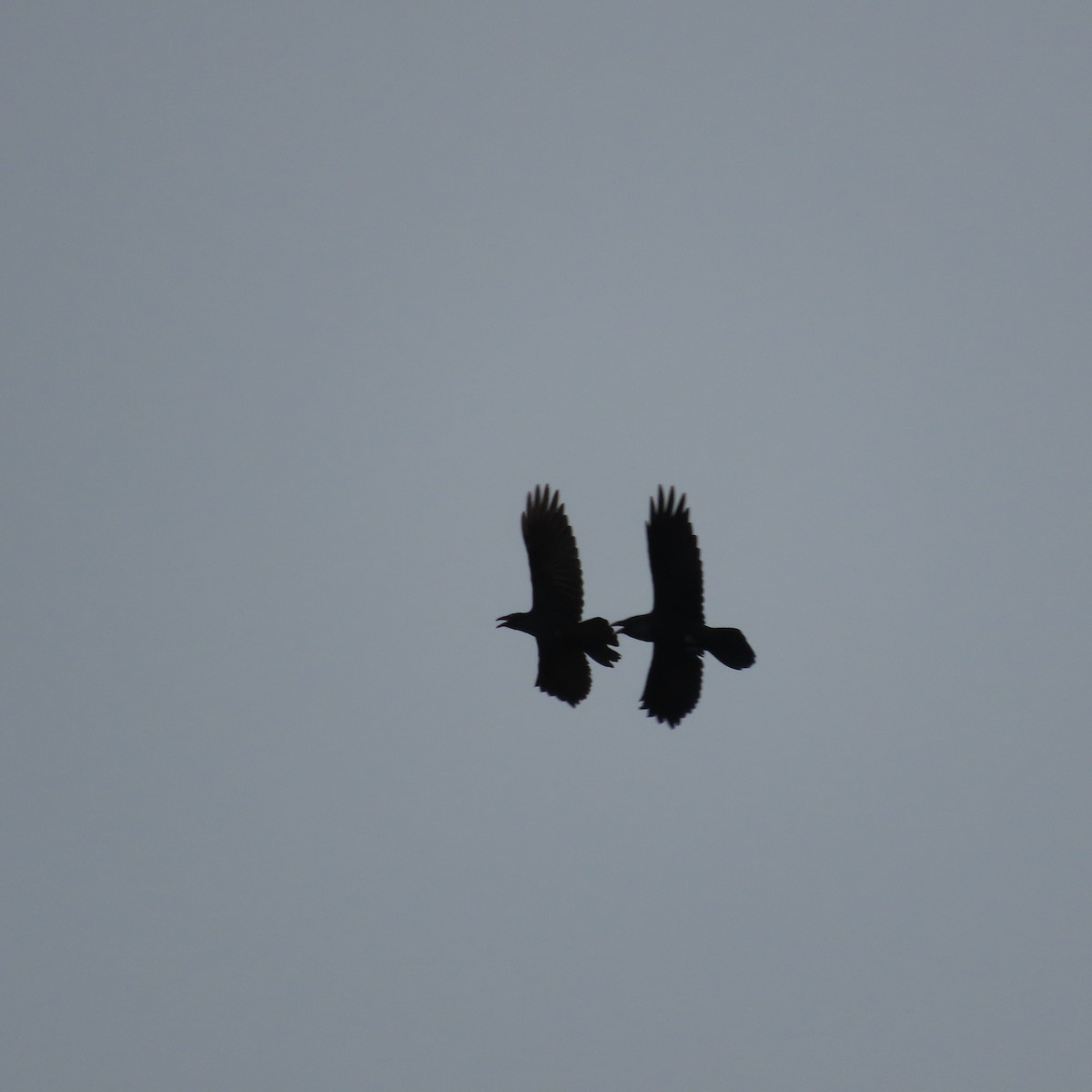 Common Raven - ML642516839