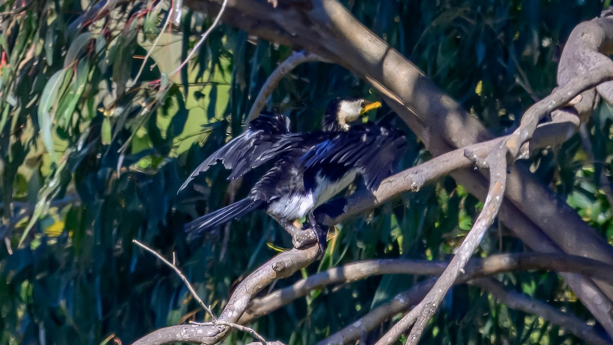Little Pied Cormorant - ML642516859