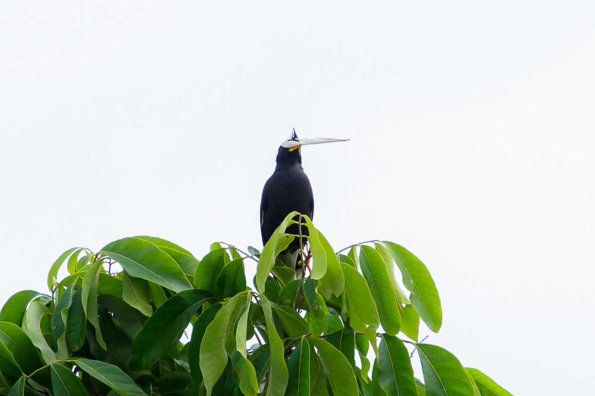 Great Myna - ML642516860