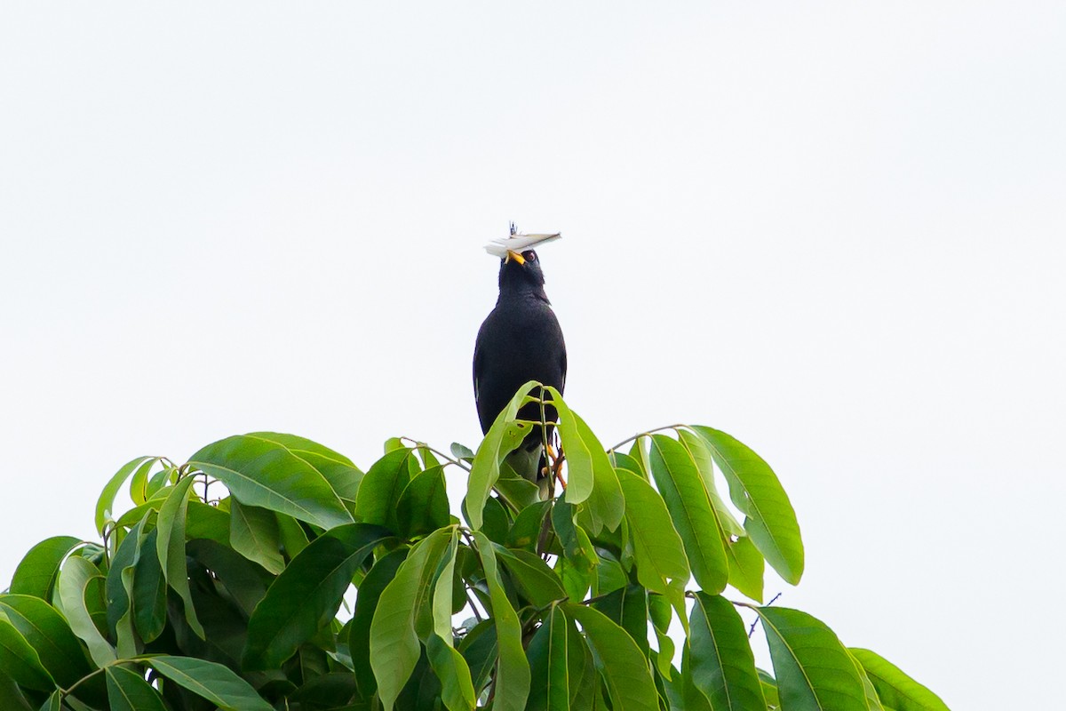 Great Myna - ML642516861