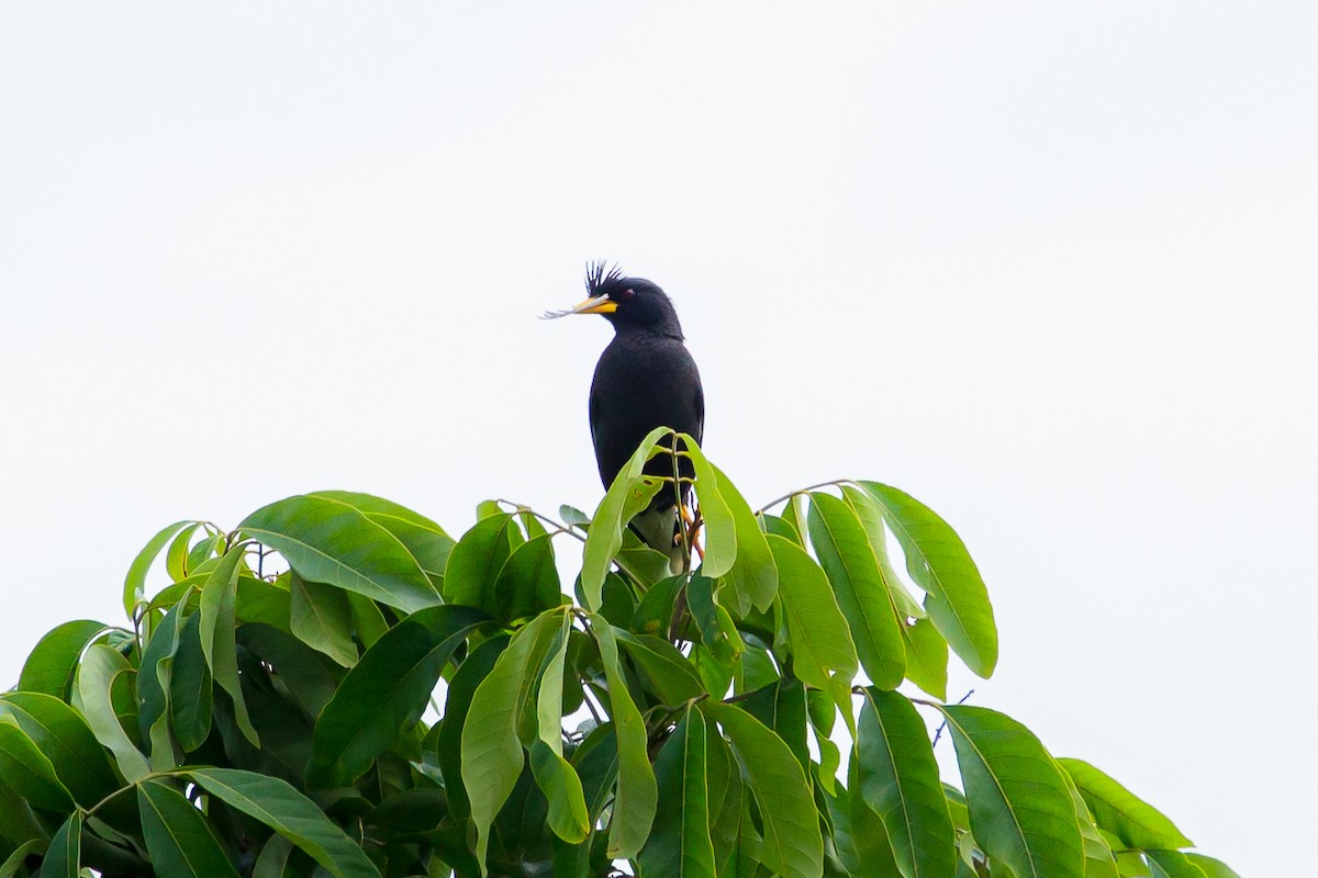 Great Myna - ML642516862