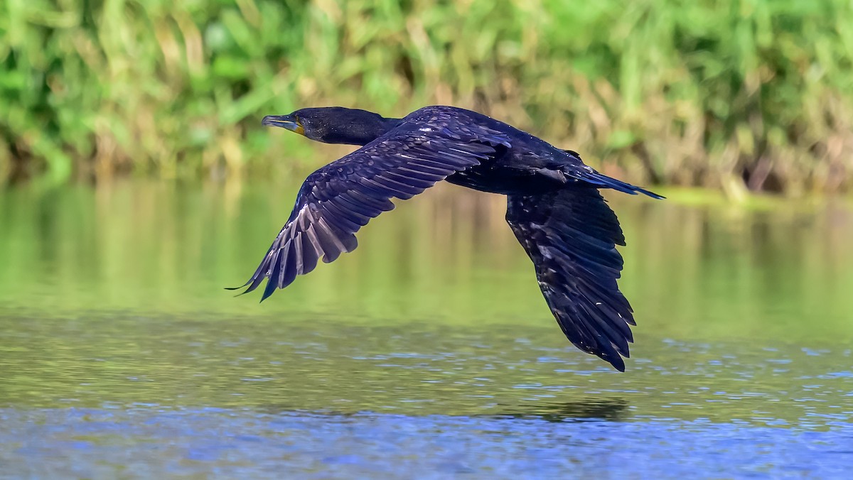 Little Black Cormorant - ML642516873