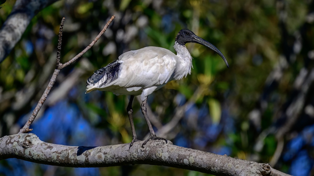 Australian Ibis - ML642516878