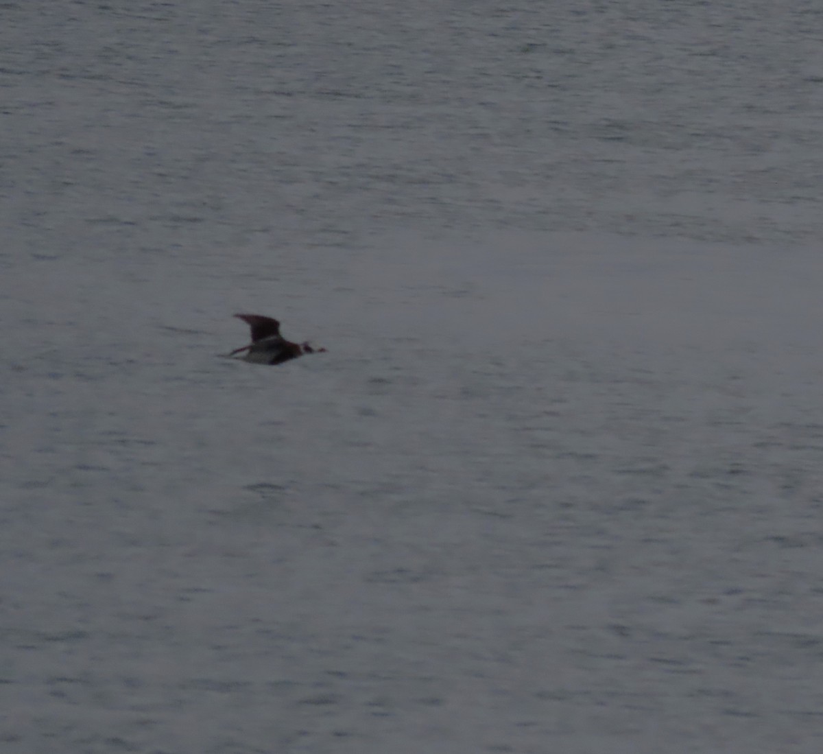 Long-tailed Duck - ML642516879