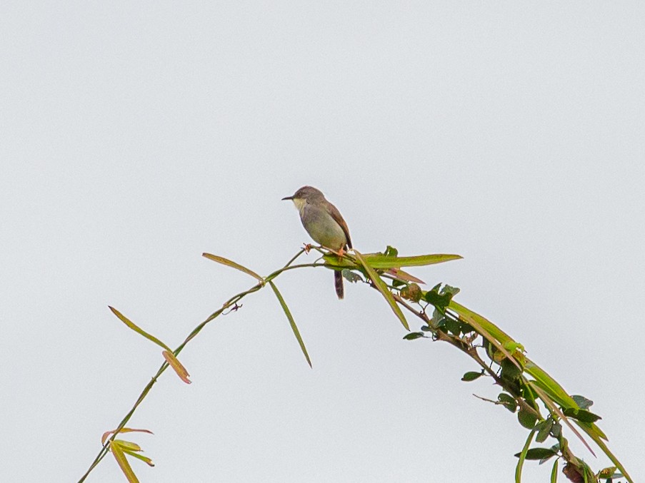 Gray-breasted Prinia - ML642516881
