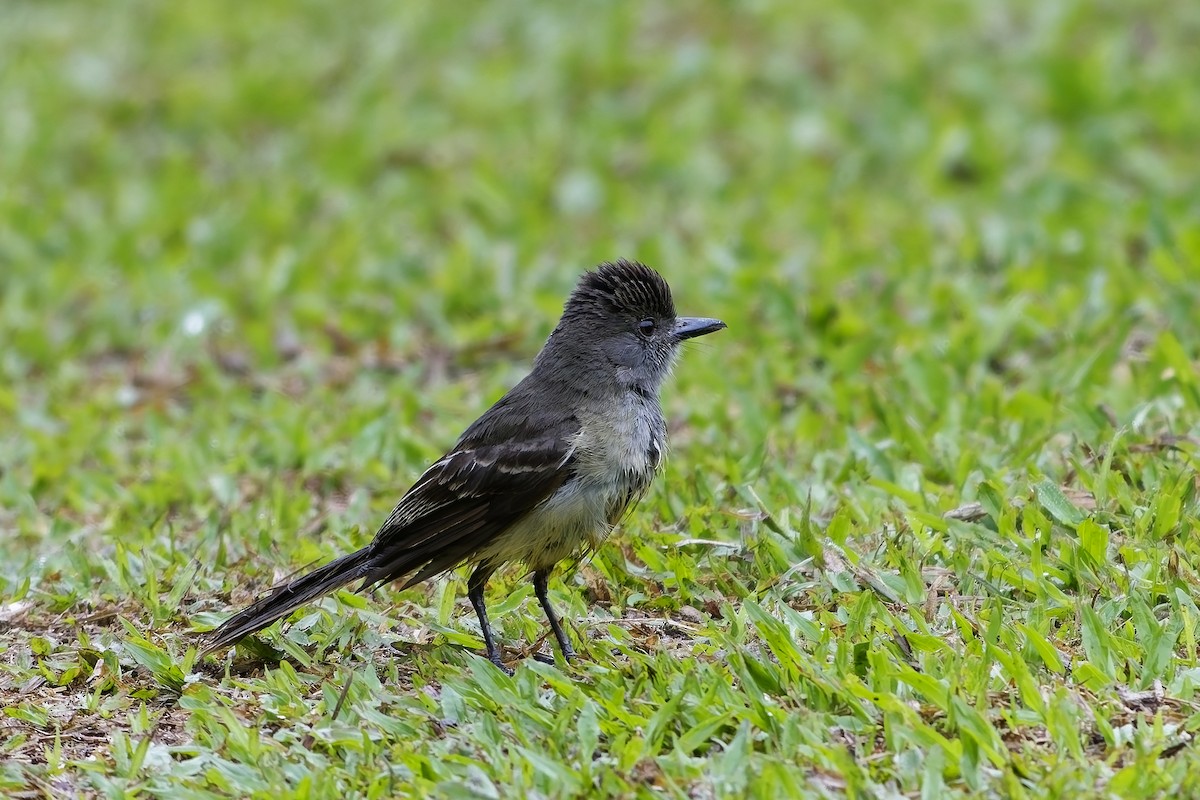 Apical Flycatcher - ML642516898
