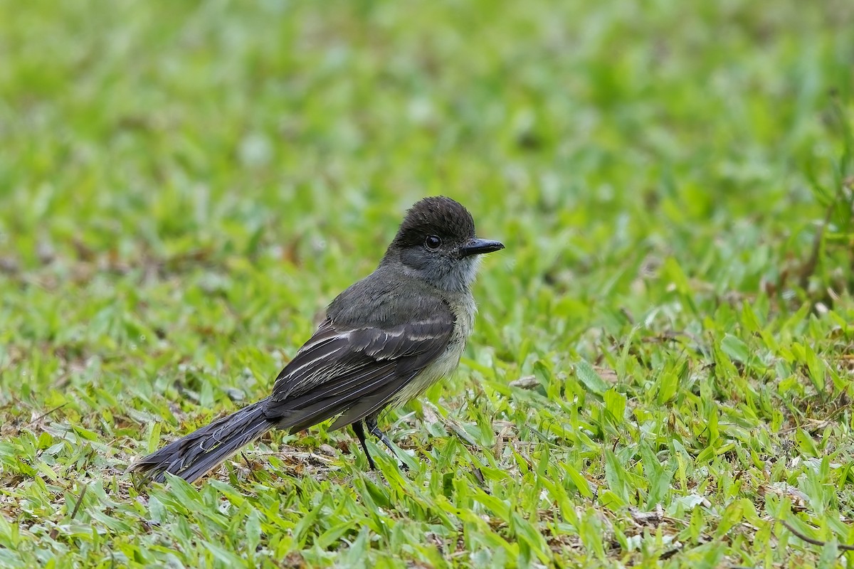 Apical Flycatcher - ML642516899