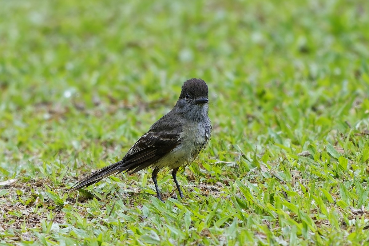 Apical Flycatcher - ML642516900