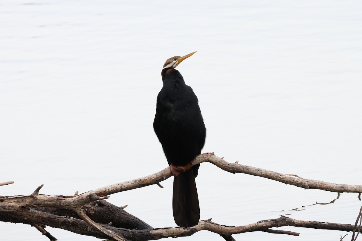 Australasian Darter - ML642516901