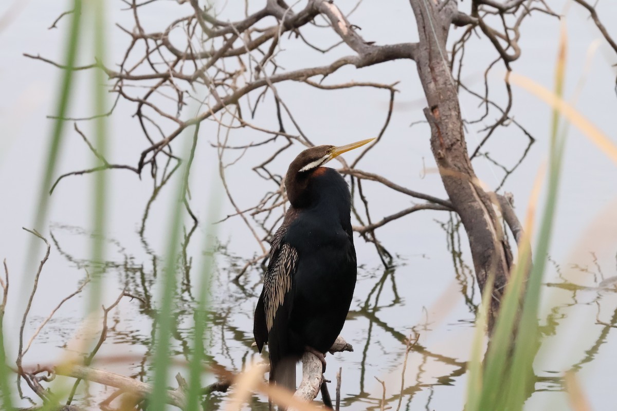 Australasian Darter - ML642516902
